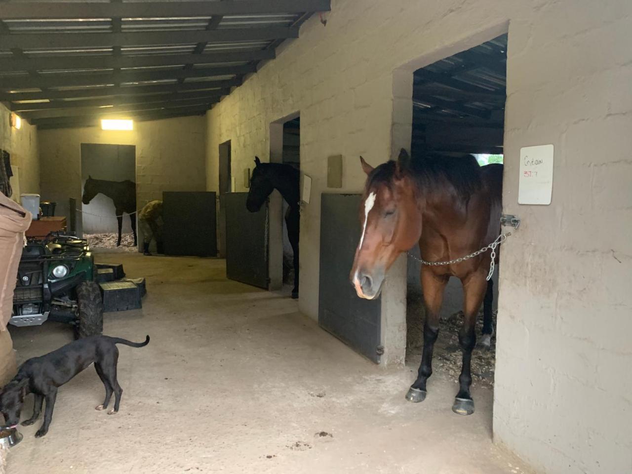 Cavalo Guesthouse & Equestrian Estate Drummond Luaran gambar